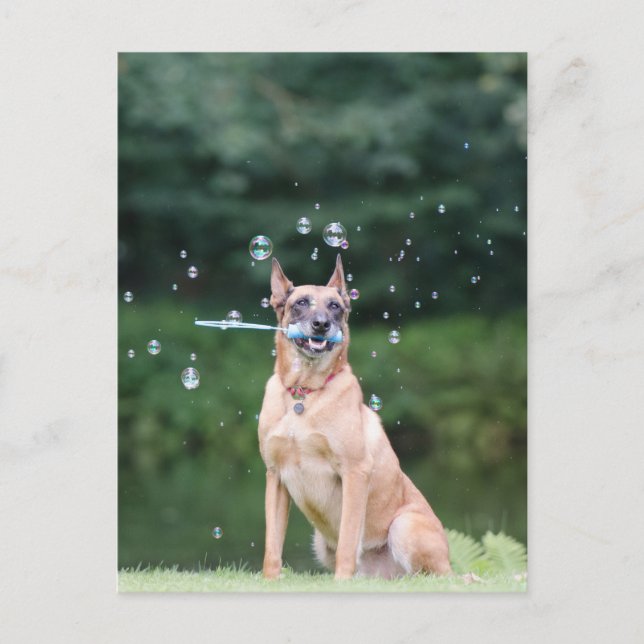 Carte Postale Hundtrick : Seifenblasen erstellen (Devant)