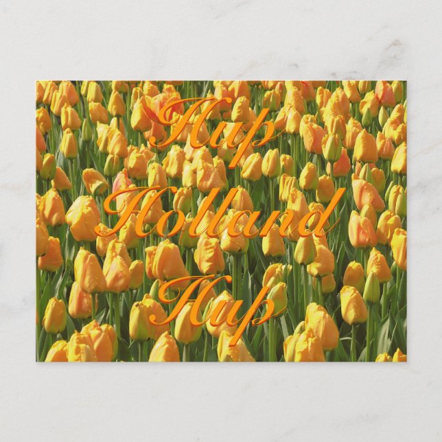 Carte Postale Hup Holland Hup Orange Tulips (Devant)