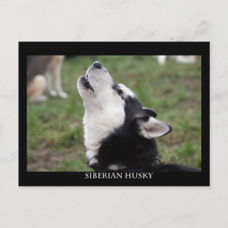 carte postale husky