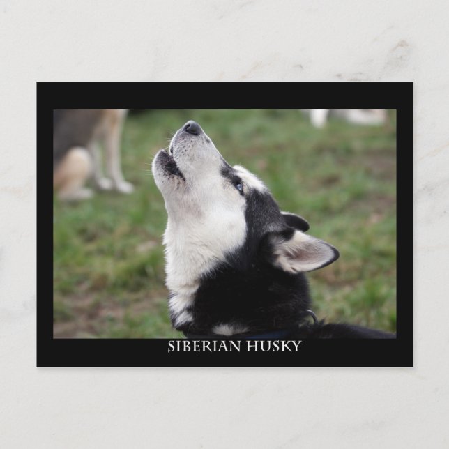 carte postale husky (Devant)