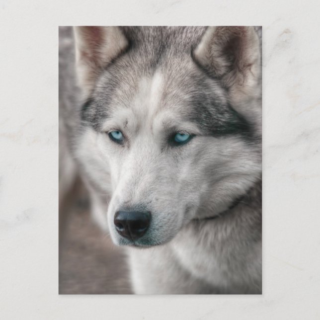 Carte Postale Husky (Devant)
