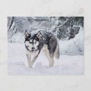 Carte Postale Husky dans la neige