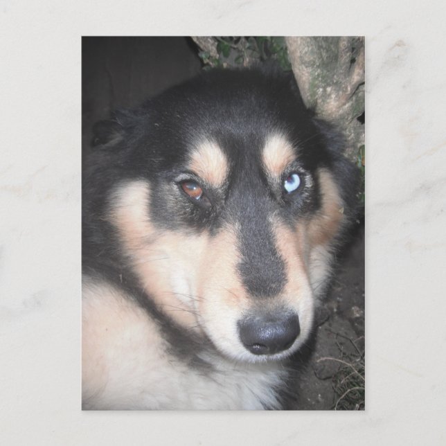 Carte Postale Husky One Blue Eye One Brown Oeil (Devant)