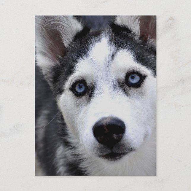 Carte postale Husky Puppy (Devant)