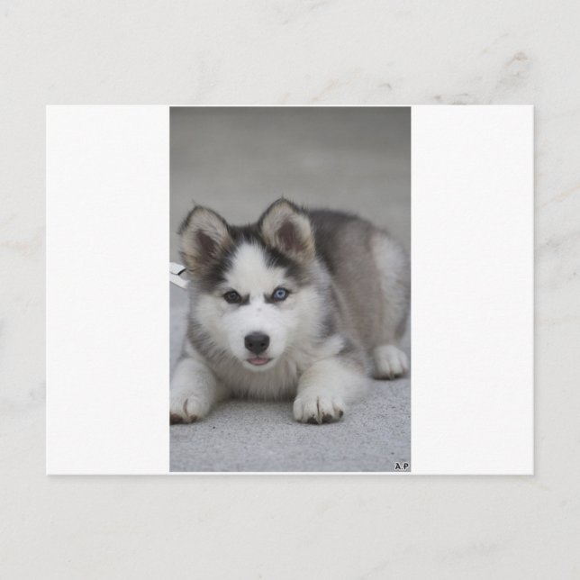 Carte Postale Husky Puppy (Devant)