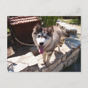 Carte Postale Husky Sam