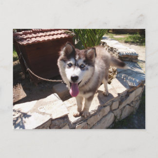 Carte Postale Husky Sam