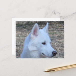 Carte Postale husky sibérien blanc