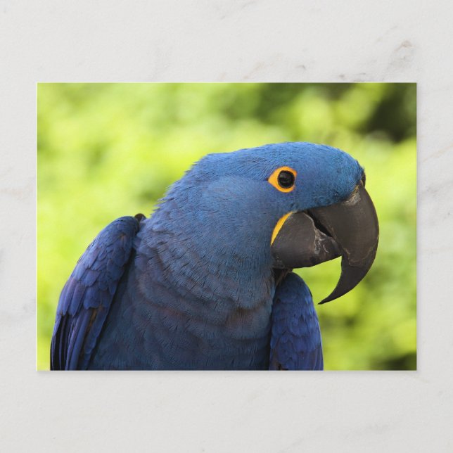 Carte Postale Hyacinth Macaw (Devant)