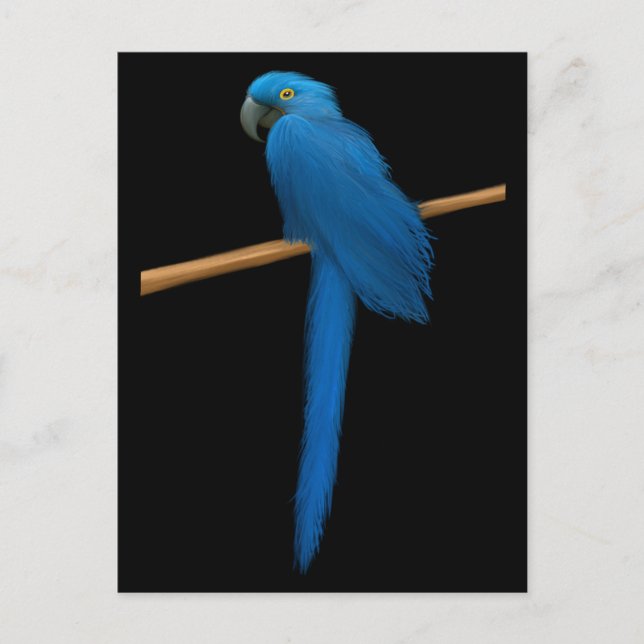 Carte Postale Hyacinth Macaw Parrot (Devant)