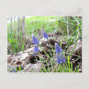 Carte postale - Hyacinthe de raisin
