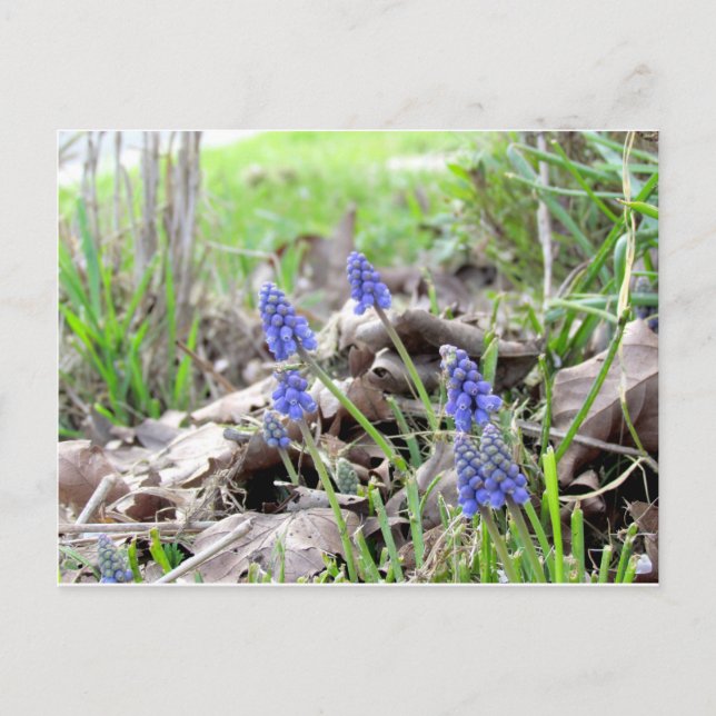 Carte postale - Hyacinthe de raisin (Devant)