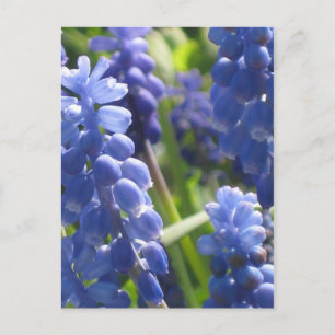 Carte postale - Hyacinthe de raisin