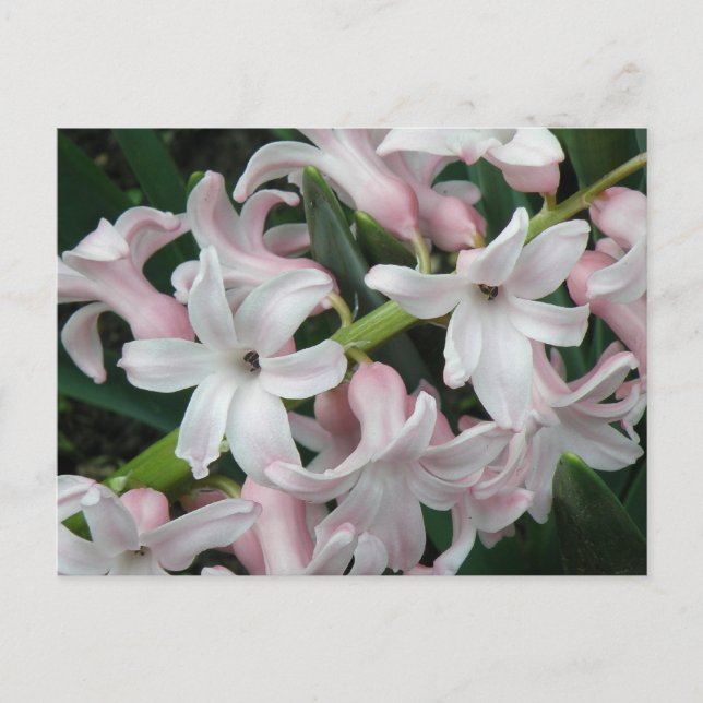 Carte postale Hyacinthes (Devant)
