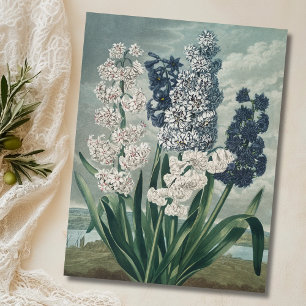 Carte Postale Hyacinthes (1807) - Exquise Botanique Vintage