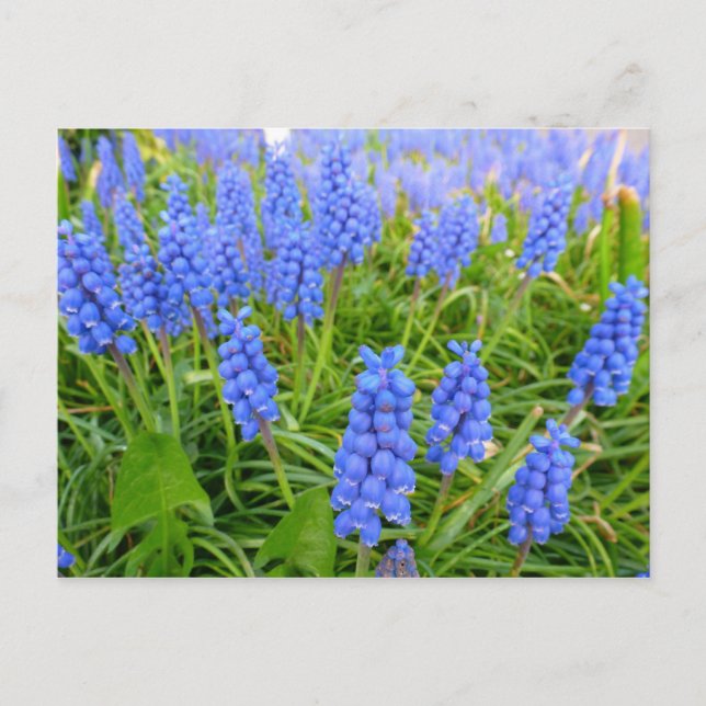 Carte postale Hyacinthes de raisin (Devant)