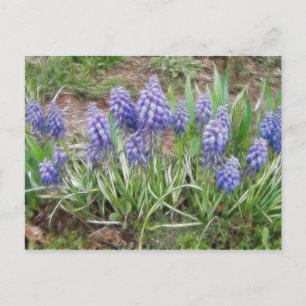 Carte Postale Hyacinthes de raisins soufflés par le vent