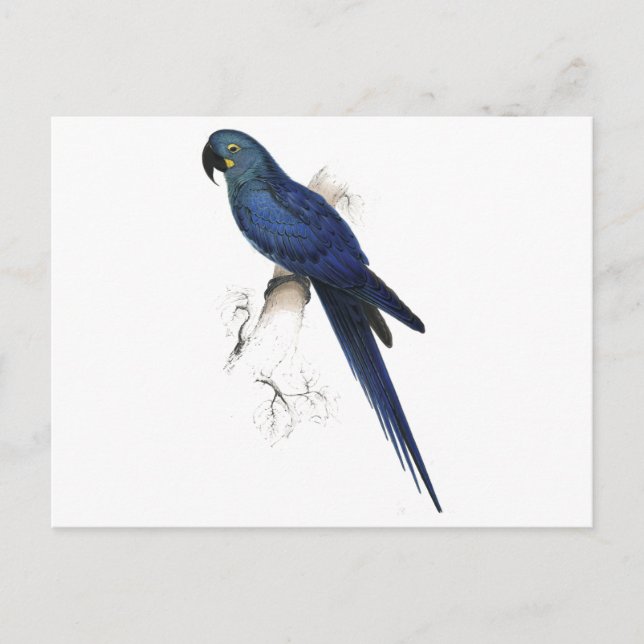 Carte Postale Hyacinthine Maccaw par Edward Lear (Devant)