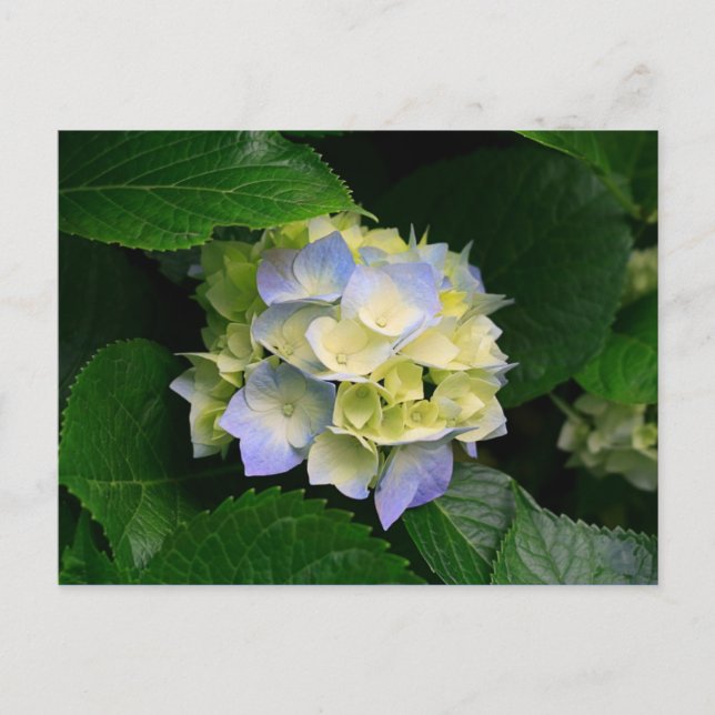 carte postale hydrangea (Devant)