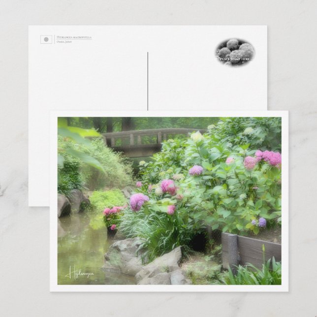 Carte Postale Hydrangea (Devant / Derrière)