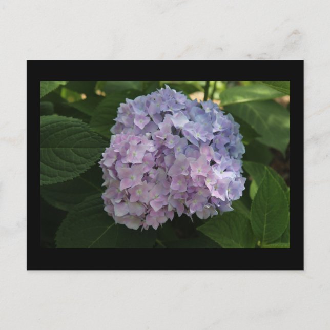 Carte postale Hydrangea (Devant)