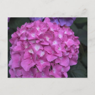 Carte postale Hydrangea