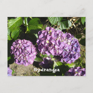 Carte Postale Hydrangea aux teintes de pourpre