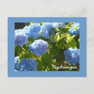 Carte Postale Hydrangea bleu soleil