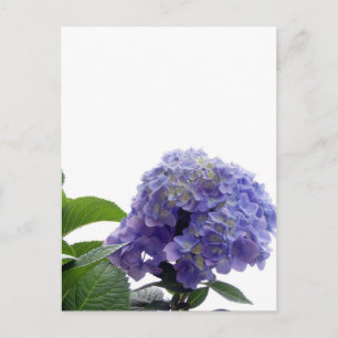 Carte postale Hydrangea Bush