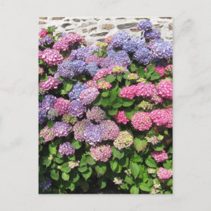 Carte Postale Hydrangea bush Postcard