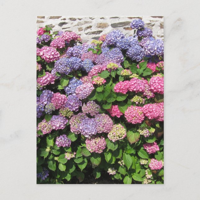 Carte Postale Hydrangea bush Postcard (Devant)