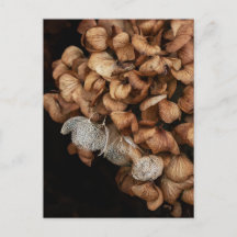 Hydrangea défraîchi