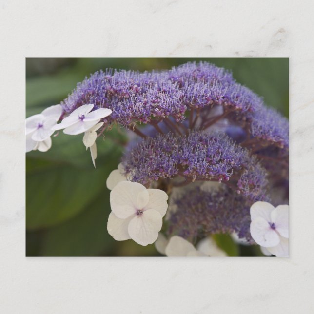 Carte Postale Hydrangea en fleurs, Jardin chinois Dr Sun Yat-Sen (Devant)