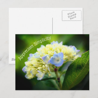 Carte Postale Hydrangea Fleur Simplicité Inspiration
