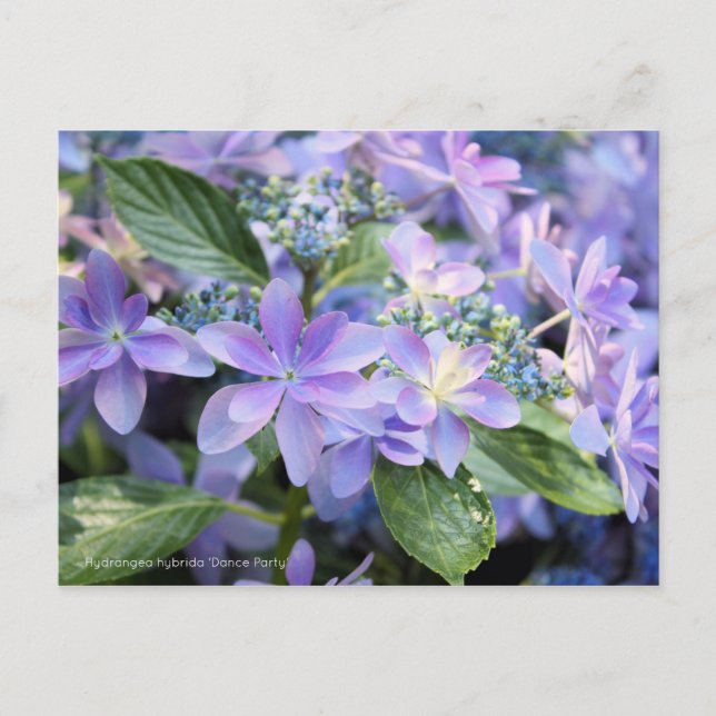 Carte Postale Hydrangea hybrida 'Dance Party' [Carte postale] (Devant)
