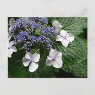 Carte Postale Hydrangea : Japon