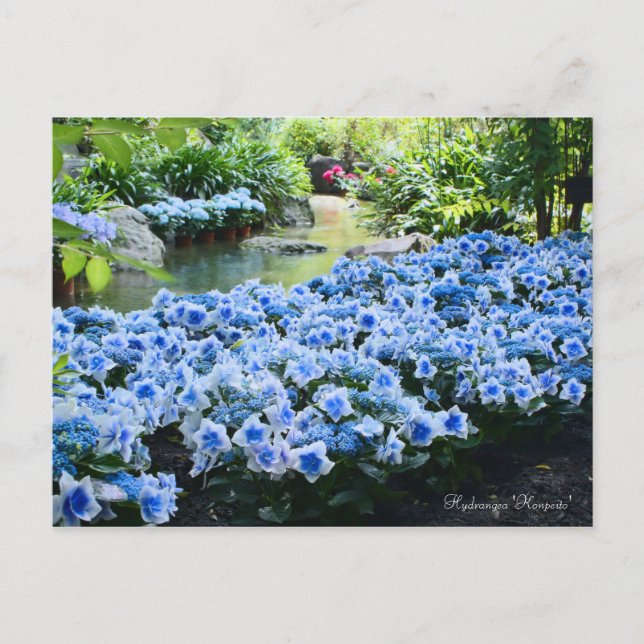 Carte Postale Hydrangea 'Konpeito' [Carte postale] (Devant)