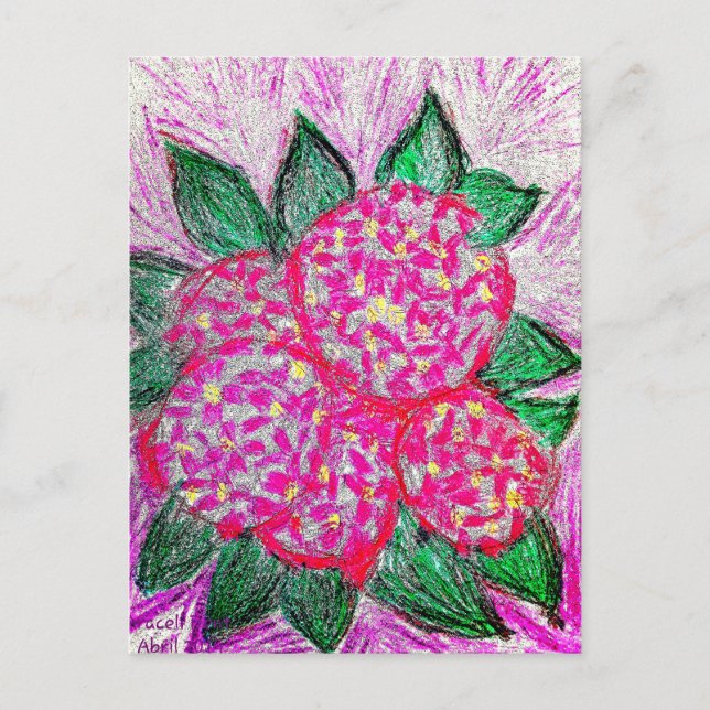 Carte Postale Hydrangea macrophylla (Devant)