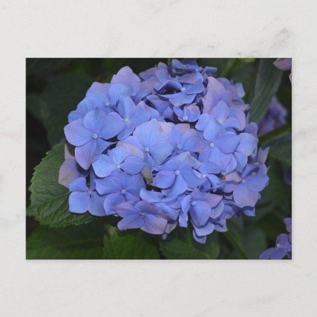 Carte Postale Hydrangea macrophylla violette rustique (Devant)