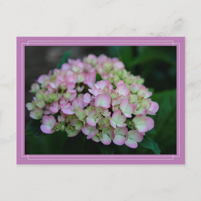 Carte postale Hydrangea Nigra (Devant)