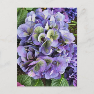Carte Postale Hydrangea Print, Value Poster Paper (Semi-Gloss)