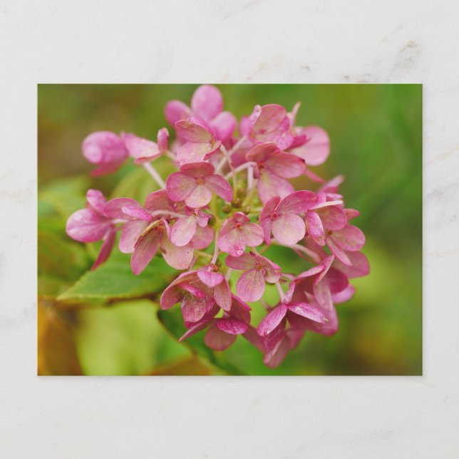 Carte postale Hydrangea rose (Devant)