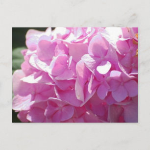 Carte Postale Hydrangea rose