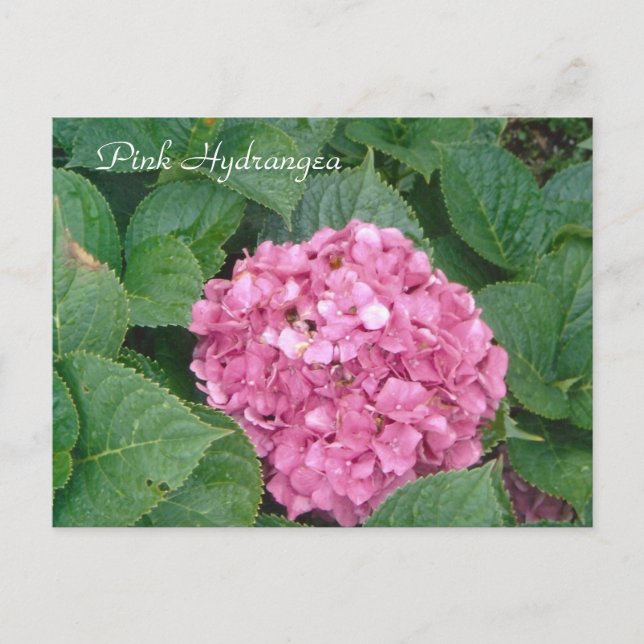 Carte Postale Hydrangea rose (Devant)
