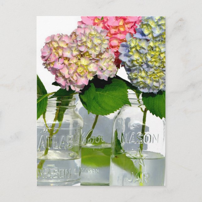 Carte Postale Hydrangeas et jarre de Mason (Devant)