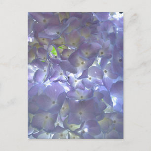 Carte Postale Hydrangeas Lilas