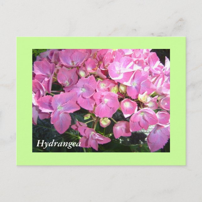 Carte Postale Hydrangeas roses (Devant)