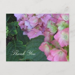 Carte Postale Hydrangeas roses