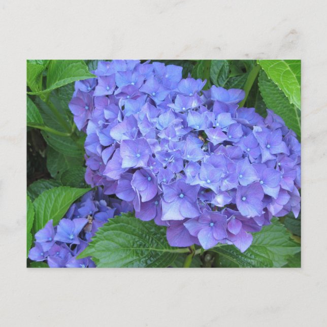 Carte Postale Hydrangeas Violettes (Devant)