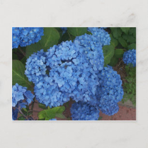 Carte Postale Hydrangée